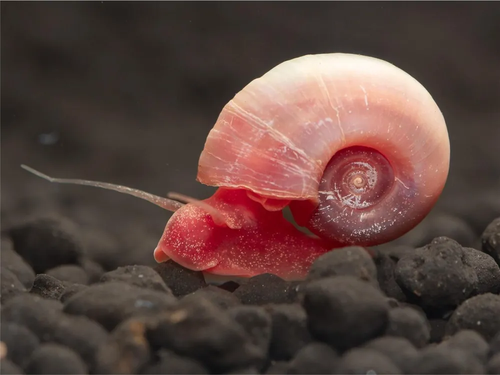 Sichere Zahlung Caracol rosado - Planorbarius Corneus