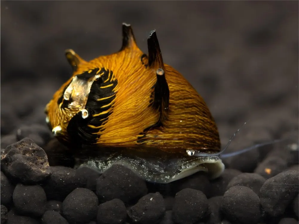 Preisknaller Escargot de bois Sun - Cliton Sp.