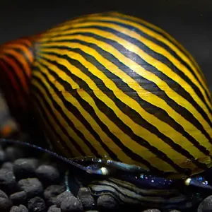 Lumaca d'alga zebrata - Neritina zebra Bestpreis