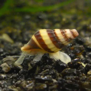 Knallerangebot Lumaca torre predatrice - Clea Helena