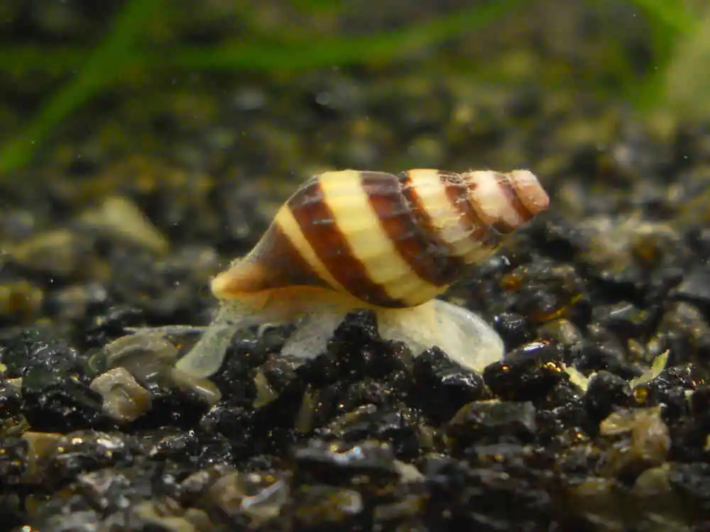 Knallerangebot Lumaca torre predatrice - Clea Helena