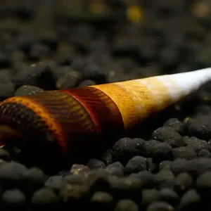 Devil's thorn snail - Faunus Sp. Finale Aktion
