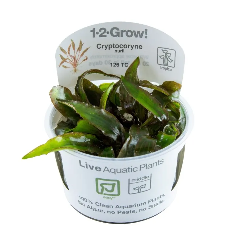Begrenztes Angebot Cryptocoryne nurii