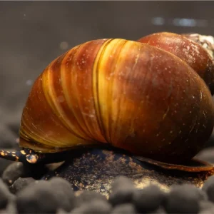 Super-Preis Blue Berry Snail - Notopala sp.