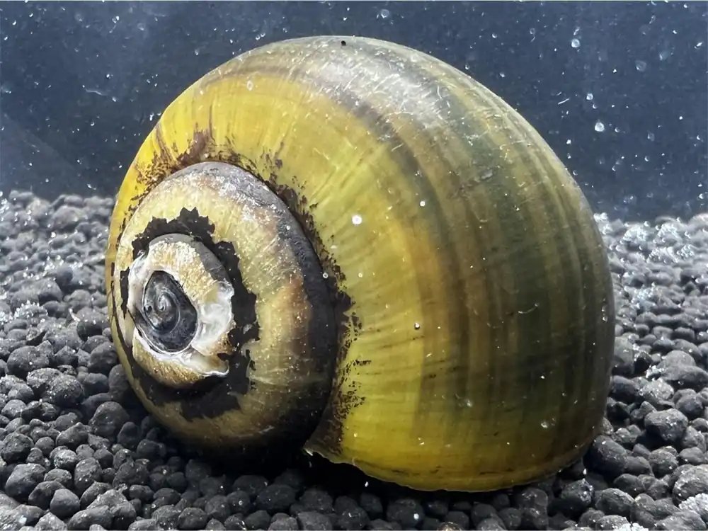 Apple snail 'Giant'Jumbo - Pila Ampullacea Angebot