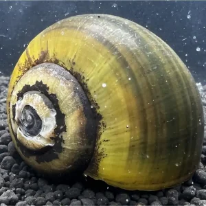 Lumaca delle mele 'Giant'Jumbo' - Pila Ampullacea Markenprodukt