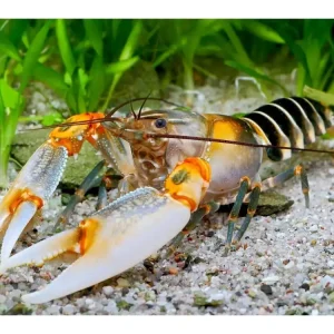 Zebra crayfish - Cheray Peknyi Zertifiziert