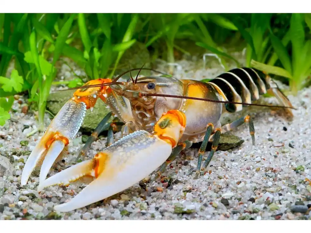 Zebra crayfish - Cheray Peknyi Zertifiziert