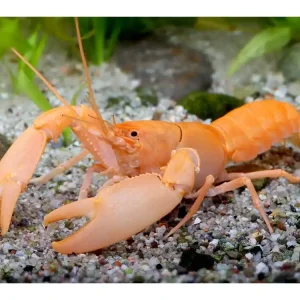 Apricot crayfish - Cherax Holthuisi Nur Heute