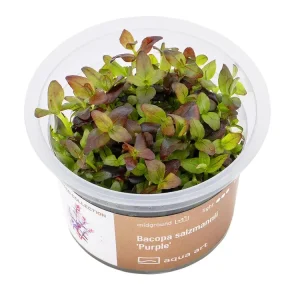 Solange Der Vorrat Reicht Bacopa salzmannii 'Purple'