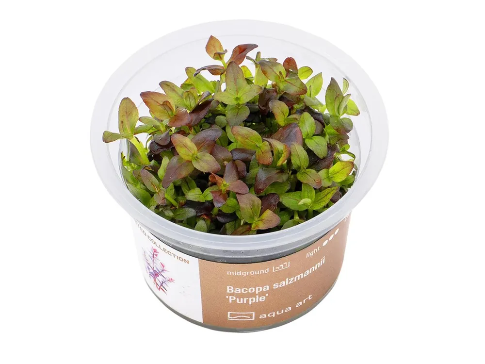 Solange Der Vorrat Reicht Bacopa salzmannii 'Purple'