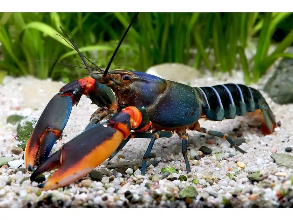 Blue Kong Red Claw crayfish - Cherax Alyciae Bestpreis