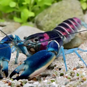 Écrevisse de Hoa Creek - Cherax Pulcher Letzte Chance