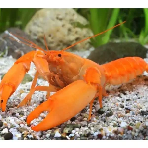 Preis Gesenkt Super Orange Crayfish - Cherax Snowden
