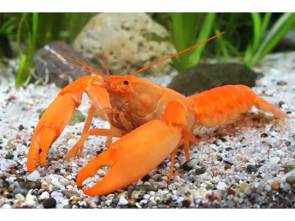 Preis Gesenkt Super Orange Crayfish - Cherax Snowden