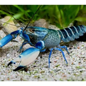 Preiswert Blue Moon Snake Écrevisse - Cherax Sp.
