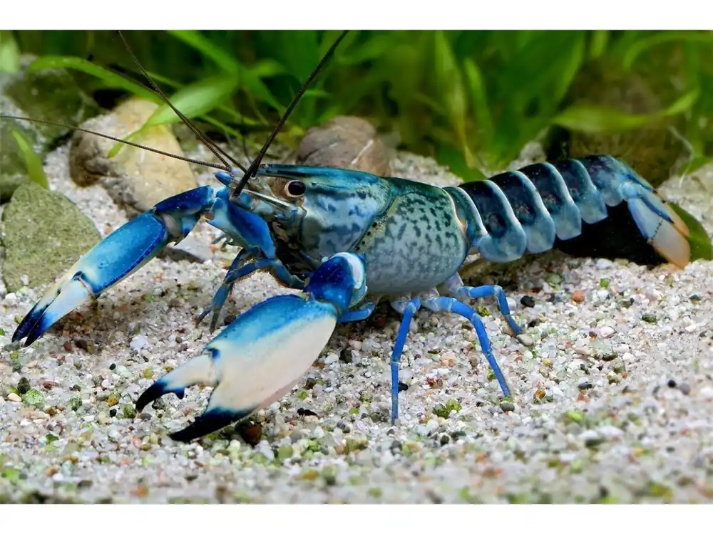 Preiswert Blue Moon Snake Écrevisse - Cherax Sp.