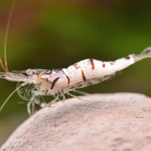 Mega-Angebot Zebra bianca di Sulawesi - Caridina sp.