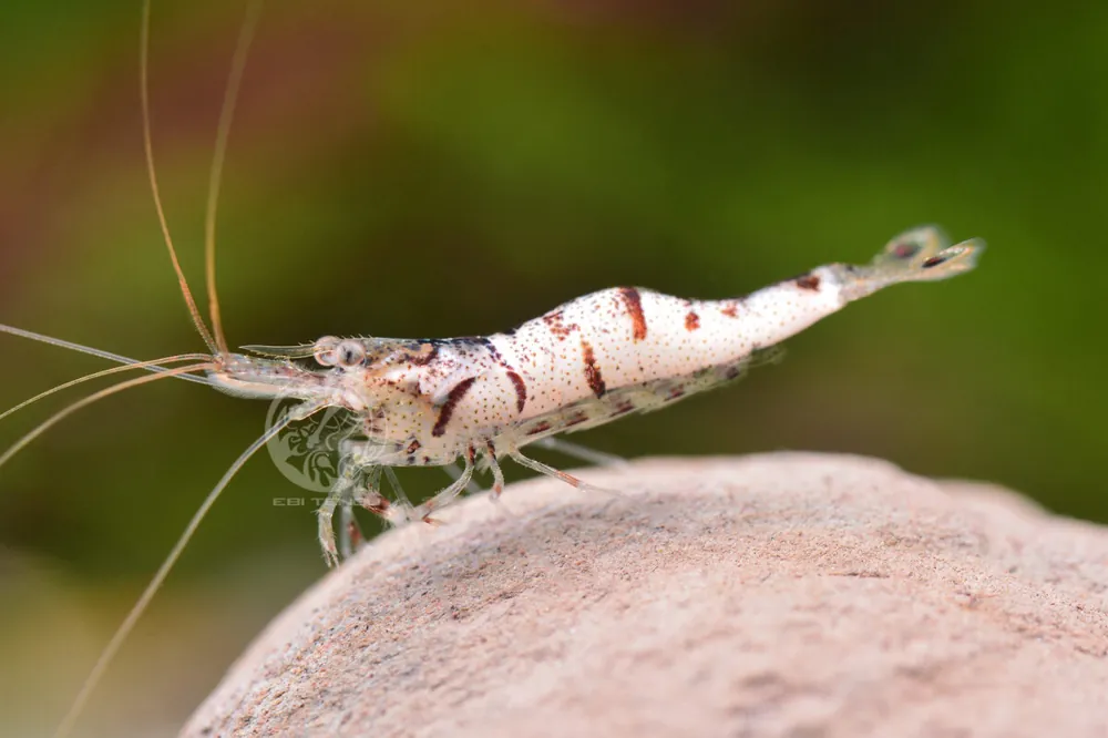 Meistverkauft Cebra blanca Sulawesi - Caridina sp.