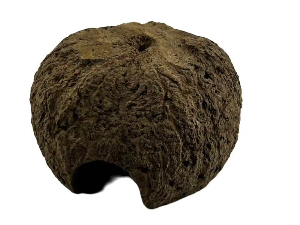 Paranuss Höhle Abverkauf