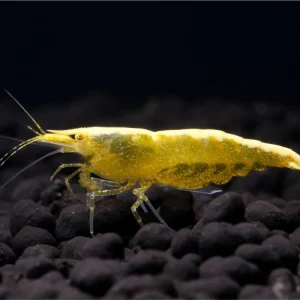 Schneller Versand Camarón de fuego amarillo - Neocaridina davidi Yellow OE