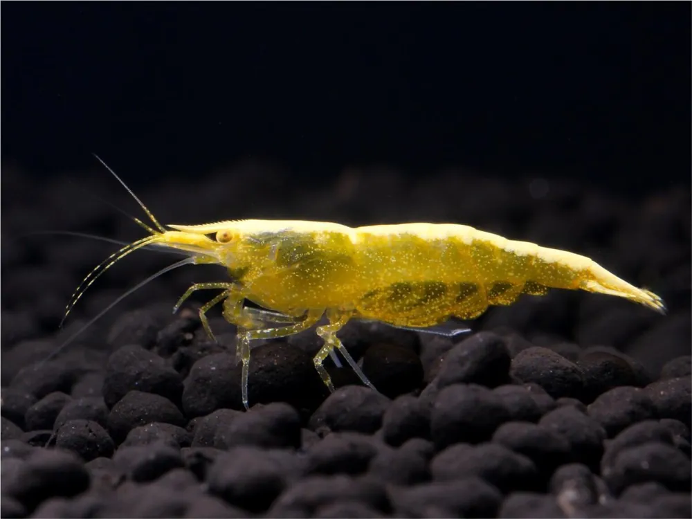 Schneller Versand Camarón de fuego amarillo - Neocaridina davidi Yellow OE
