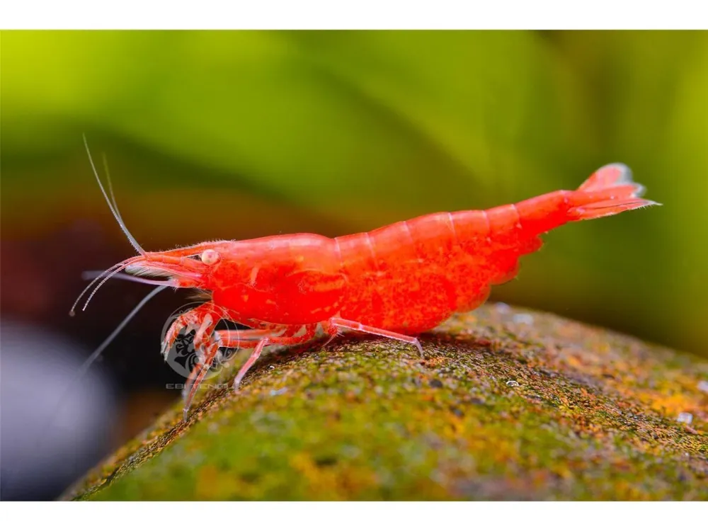 OE Crevette Red Fire OE - Neocaridina davidi Heißes Angebot