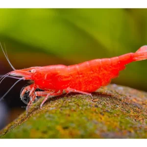 Bestseller OE Gamba roja de fuego OE - Neocaridina davidi
