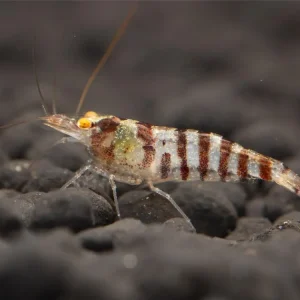 Letzte Chance Indian Zebra Shrimp - Caridina cf. babaulti