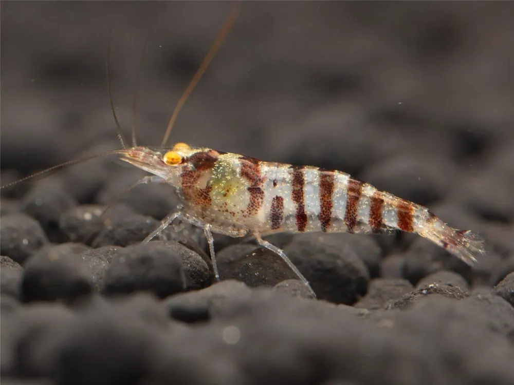 Letzte Chance Indian Zebra Shrimp - Caridina cf. babaulti