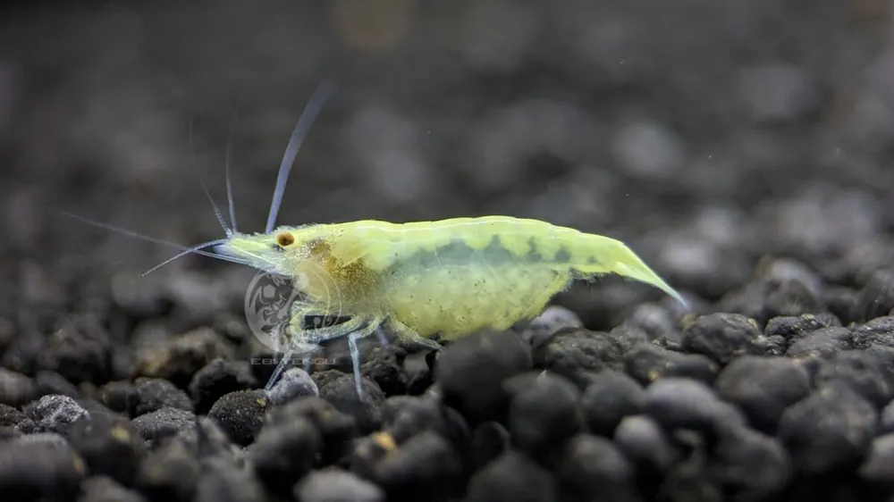 Versand Am Gleichen Tag Crevette zébrée indienne blanche - Caridina cf. babaulti
