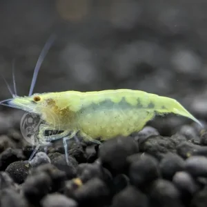 Gambero zebrato indiano bianco - Caridina cf. babaulti Rabatt