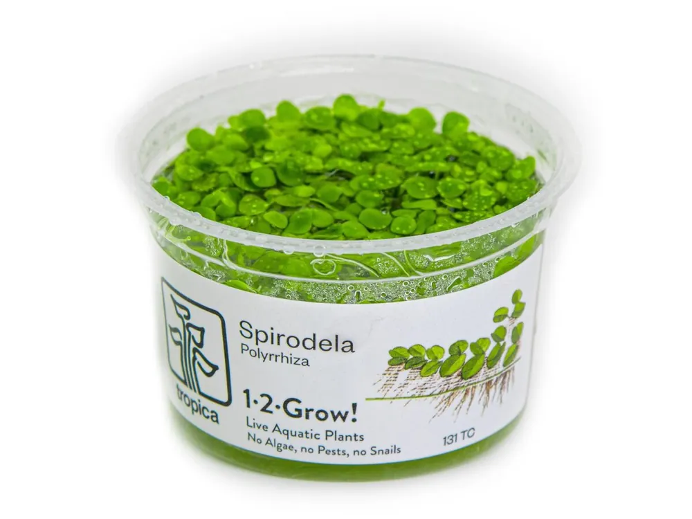 Spirodela polyrrhiza Beliebt