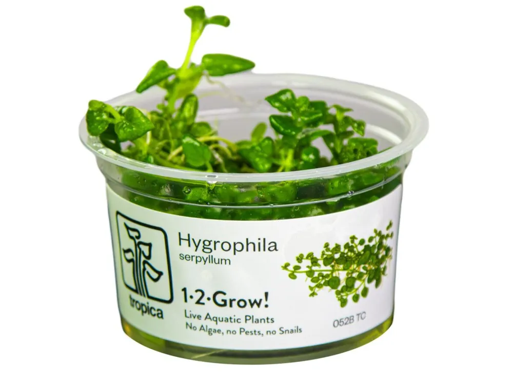 Preisreduziert Hygrophila serpyllum