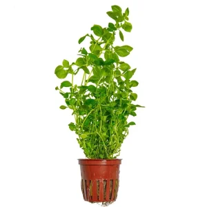 Ludwigia palustris 'Green' Abverkauf