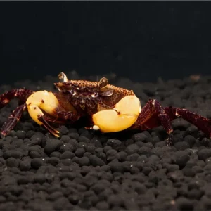 Garantierte Lieferung Cangrejo submarino "pinza blanca de Matano" - Parathelphusaa flavichela
