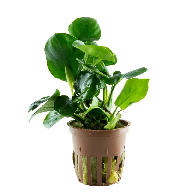 Saisonangebot Anubias barteri 'Coin Leaf