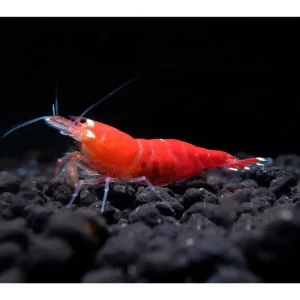 Knallerangebot Super Crystal Red Shrimp - Caridina logemanni