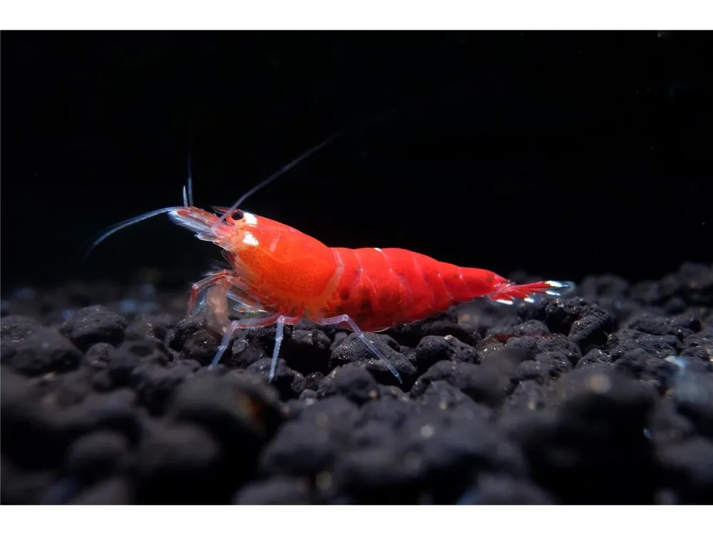 Sonderangebot Crevette Super Crystal Red - Caridina logemanni
