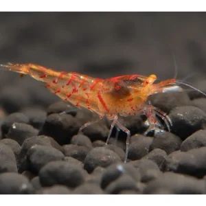 Neu Im Sortiment Red Tiger OE Garnele - Caridina cantonensis