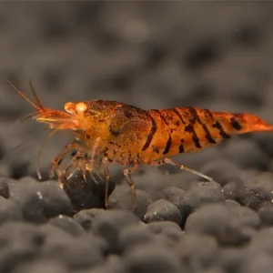 Orange Tiger OE Garnele - Caridina serrata Top-Preis