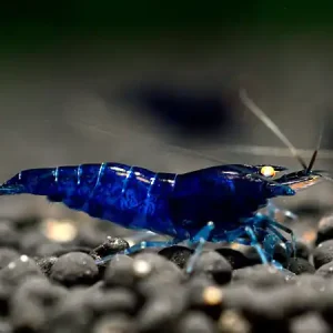 Royal Blue Tiger OE Crevette - Caridina cantonensis Heißes Angebot