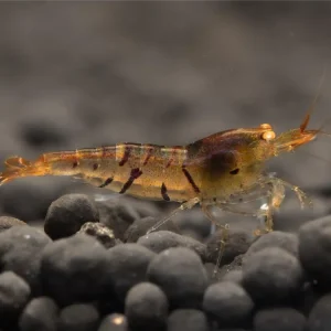 Sale Gamberetto tigrato - Caridina cantonensis