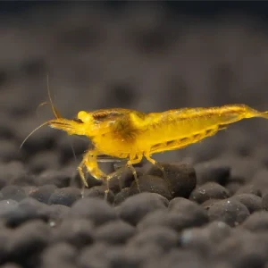 Letzte Chance Yellow King Kong OE Crevette - Caridina cantonensis