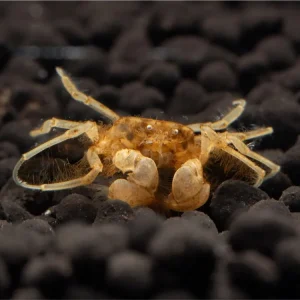 Schnäppchen Crabe sous-marin "Microspider" - Limnopilos naiyanetri