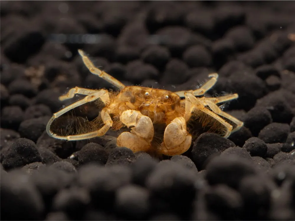 Granchio subacqueo "Microspider" - Limnopilos naiyanetri Versand Am Gleichen Tag