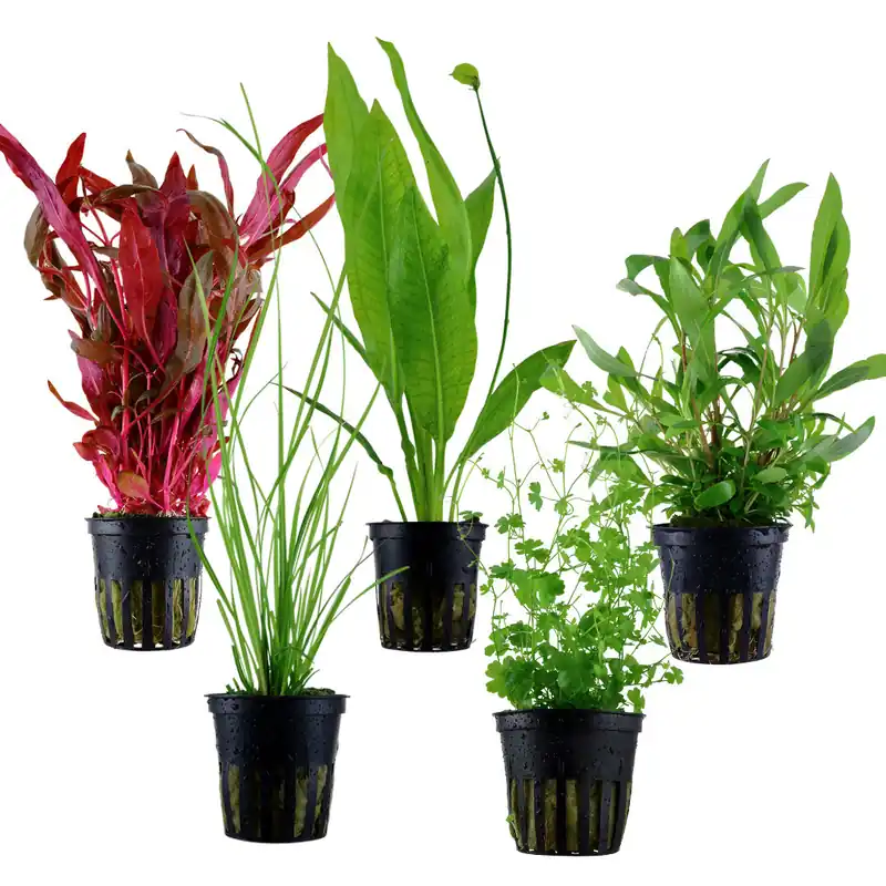 Jetzt Bestellen Background mix - 5 potted plants