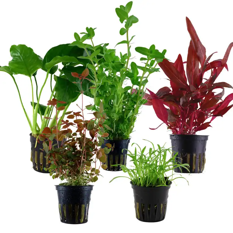 Beginner mix - 5 pieces - Potted plants Bestpreis