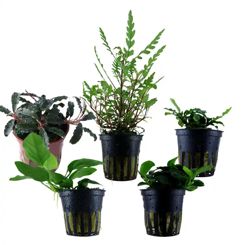 Sit-on plants mix - 5 pieces - Potted plants Beliebt