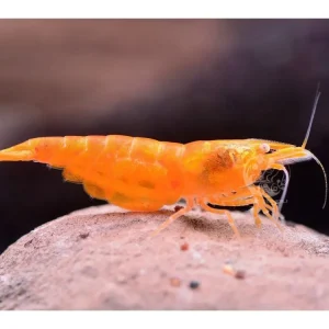 Begrenztes Angebot Camarón naranja de Sakura OE - Neocaridina davidi